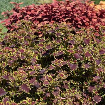 Solenostemon scutellarioides 'Inky Fingers' - Coleus