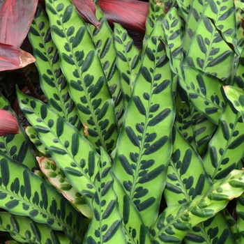 Calathea lancifolia - Rattlesnake Plant