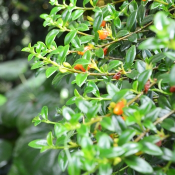 Nematanthus gregarius - Goldfish Plant