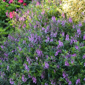 Angelonia angustifolia 'Serenita™ Raspberry' - Summer Snapdragon