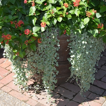 Dichondra argentea - Silver Falls™ Dichondra