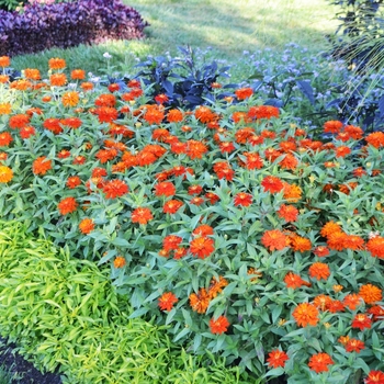 Zinnia marylandica 'Double Zahara Fire' - Zinnia