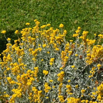 Chrysocephalum apiculatum 'Flambe® Yellow' - Strawflower