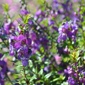 Angelonia angustifolia 'Serenita™ Purple' - Angelonia
