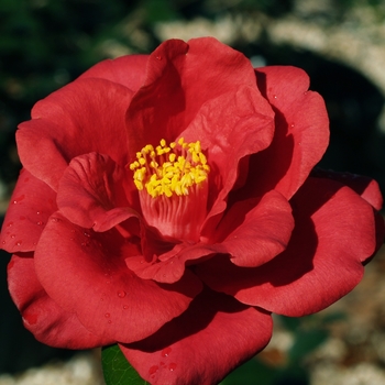 Camellia japonica 'Royal Velvet' - Camellia