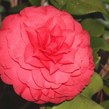 Camellia japonica - 'Nuccio's Bella Rosa'
