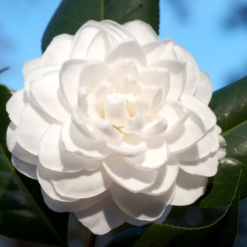 Camellia japonica 'Seafoam' - Camellia