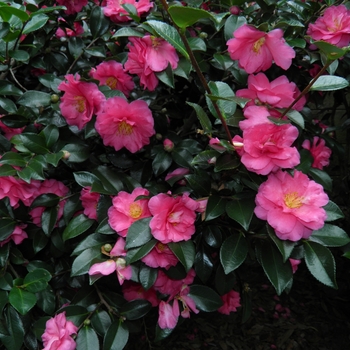 Camellia 'Shishi-Gashira' - Camellia Shishi-Gashira