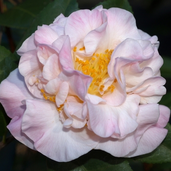 Camellia 'High Fragrance' - High Fragrance Camellia