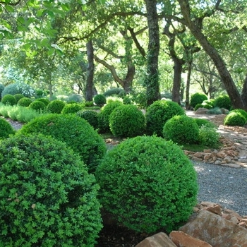 Thuja occidentalis 'Bobazam' - Mr. Bowling Ball