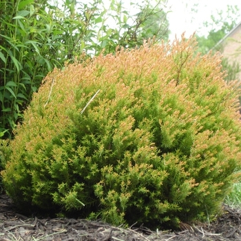 Thuja occidentalis 'Congabe' - Fire Chief Arborvitae