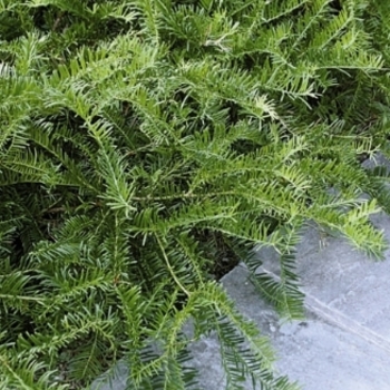 Cephalotaxus harringtonia 'Prostrata' - Prostrate Japanese plum yew