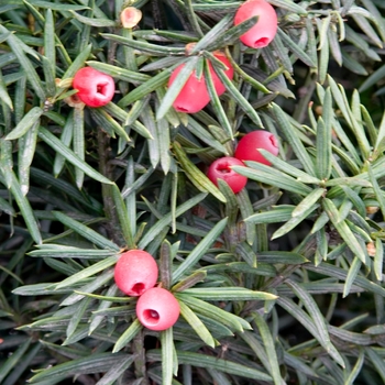 Taxus x media 'Densiformis' - Densiformis Yew