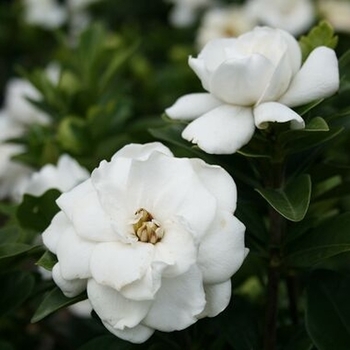 Gardenia augusta 'Crown Jewel' - Crown Jewel Gardenia