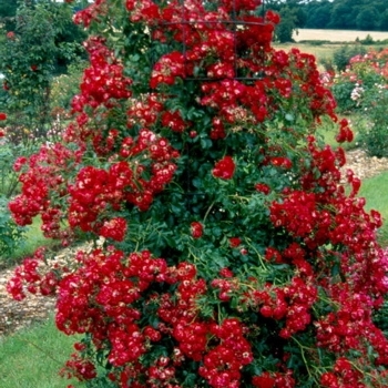 Rosa 'Rambling Red' - Rambling Rose 