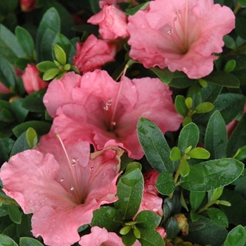 Azalea hybrida 'Gumpo Pink' - Pink Gumpo Azalea