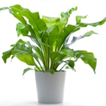 Asplenium nidus - Bird's Nest Fern