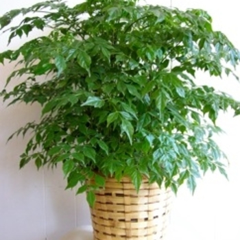 Radermachera sinica - China Doll Plant