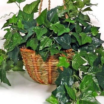 Hedera helix - English Ivy