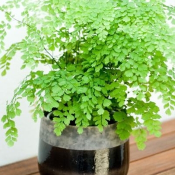 Adiantum - Maiden Hair Fern