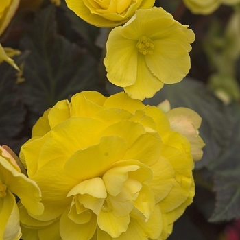 Begonia tuberosa 'Nonstop® Mocca Yellow' - Mocca Yellow Begonia