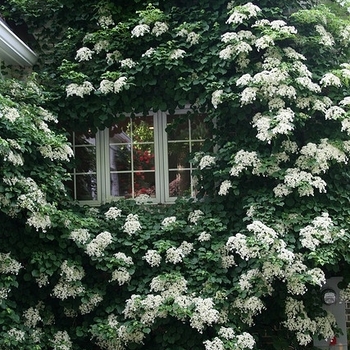 Hydrangea anomala subsp. petiolaris - Climbing Hydrangea