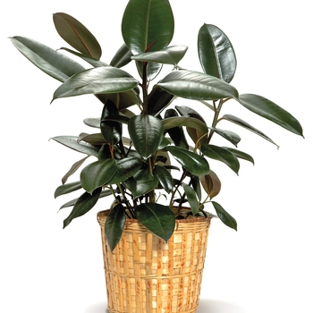 Ficus elastica - Rubber Tree