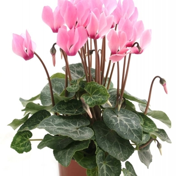 Cyclamen persicum - Cyclamen