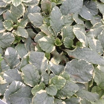 Ajuga reptans 'Silver Queen' - Bugleweed