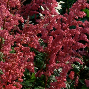 Astilbe arendsii 'Fanal' - False Spirea