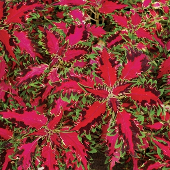 Coleus 'TERRA-NOVA-Pink-Poodle' - Coleus