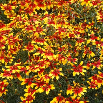 Coreopsis 'Lightning Bug' - Hardy Coreopsis