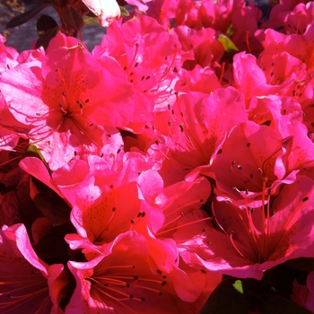 Rhododendron hybrid - 'Girard's Renee Michelle' 
