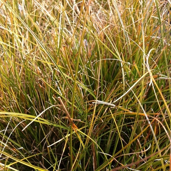 Carex testacea - Orange New Zealand Sedge