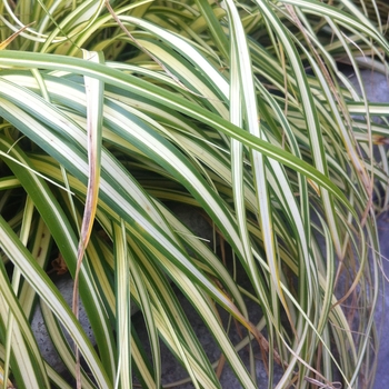 Carex oshimensis 'Evergold' - Striped Weeping Sedge