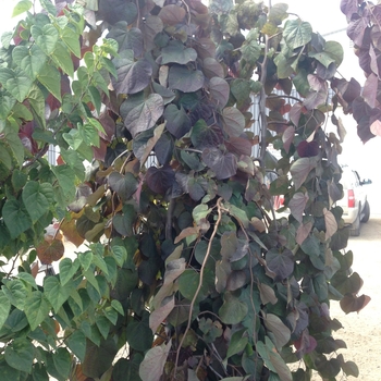 Cercis canadensis 'Ruby Falls' - Ruby Falls Redbud