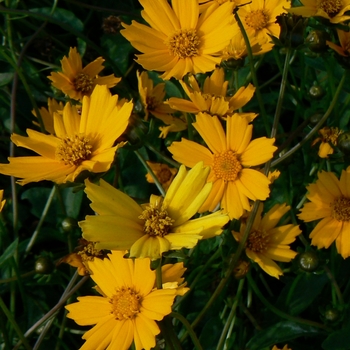 Coreopsis auriculata 'Nana' - Dwarf Tickseed