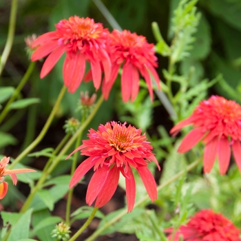 Echinacea 'Balsceras' - Double Scoop™ Raspberry