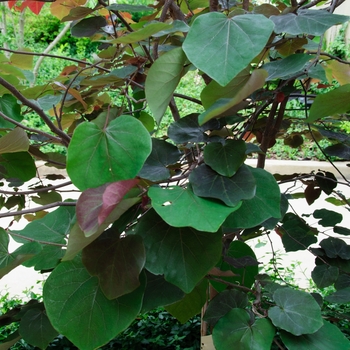 Cercis 'Merlot' - Redbud Merlot