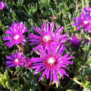 Delosperma cooperi - Hardy Ice Plant