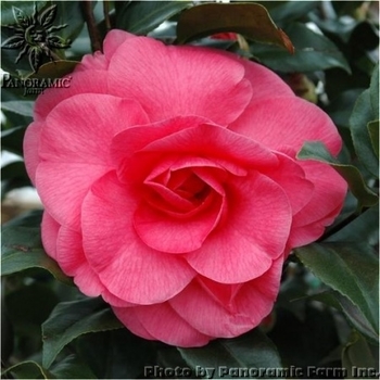 Camellia japonica 'Spellbound' - Camellia