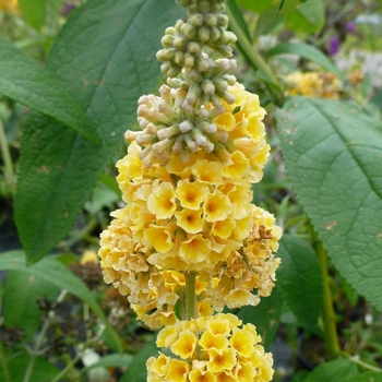 Buddleia x weyeriana 'Honeycomb' - Butterfly Bush