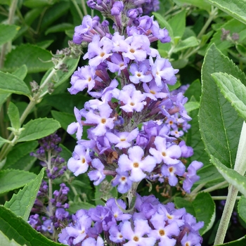 Buddleia 'Blue Heaven' - Butterfly Bush