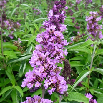 Buddleia 'Tutti Fruitti' - Butterfly Bush