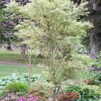 Acer palmatum 'Butterfly' - Japanese Maple 'Butterfly'