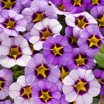 Calibrachoa hybrid 'Superbells®' - Calibrachoa