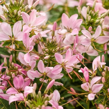 Cleome hybrid 'Senorita Mi Amor™' - Spider Flower