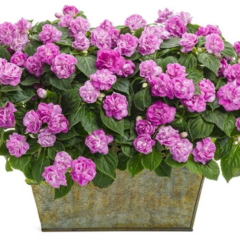 Impatiens walleriana 'Rockapulco® Wisteria' - Rockapulco® Double Impatiens