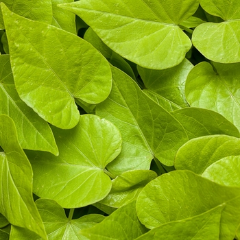 Ipomoea hybrid 'Sweet Caroline Sweetheart Lime' - Sweet Potato Vine