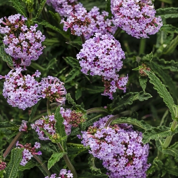 Verbena bonariensis 'Meteor Shower™' - Verbena